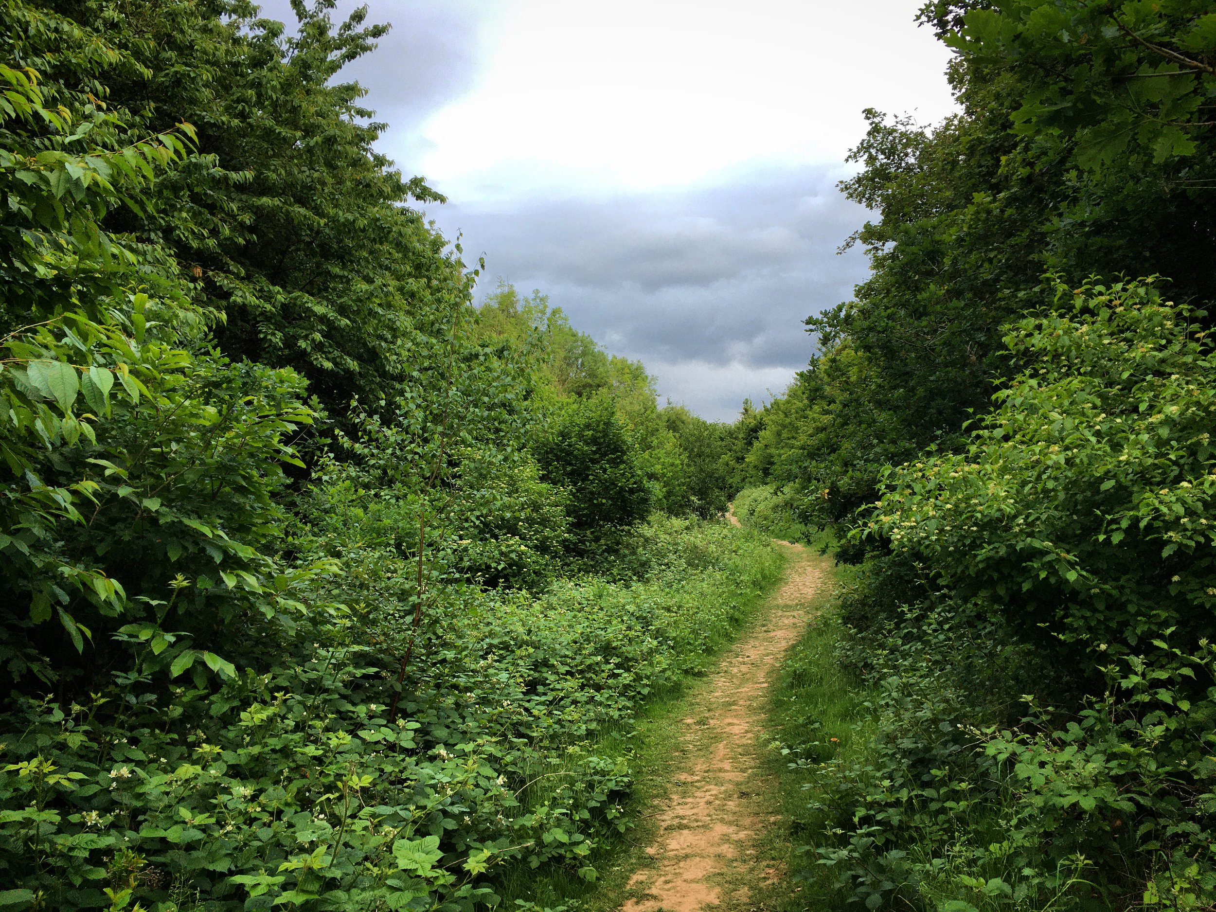 Walk Tonbridge - Gorse Wood - Tonbridge - Kent (1).JPG