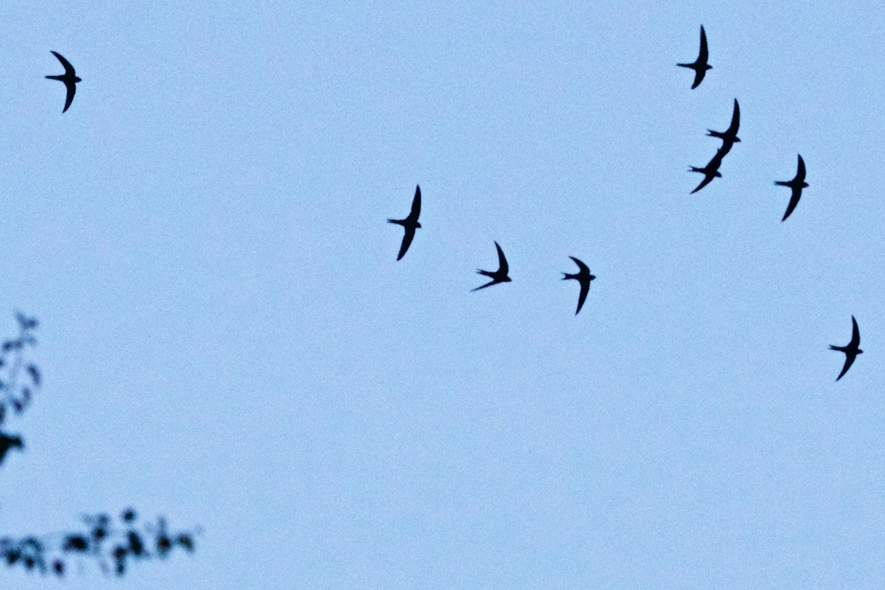 Walk Tonbridge -Summer Birds of Tonbridge Town - Swifts House - Martin Garwood.jpeg