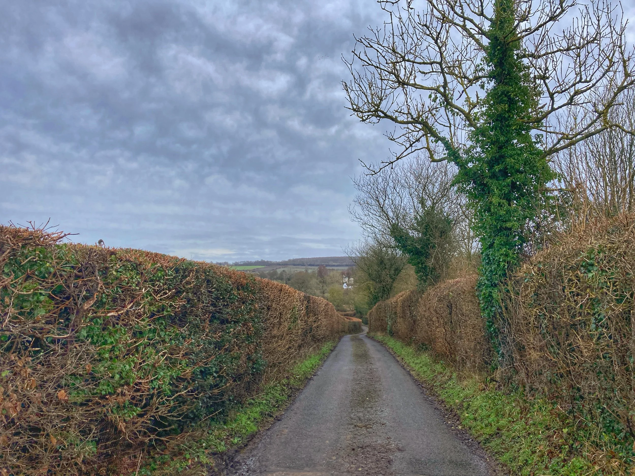 Walk Tonbridge Club - Twixmas Hike - Dec 2025- lane.jpg