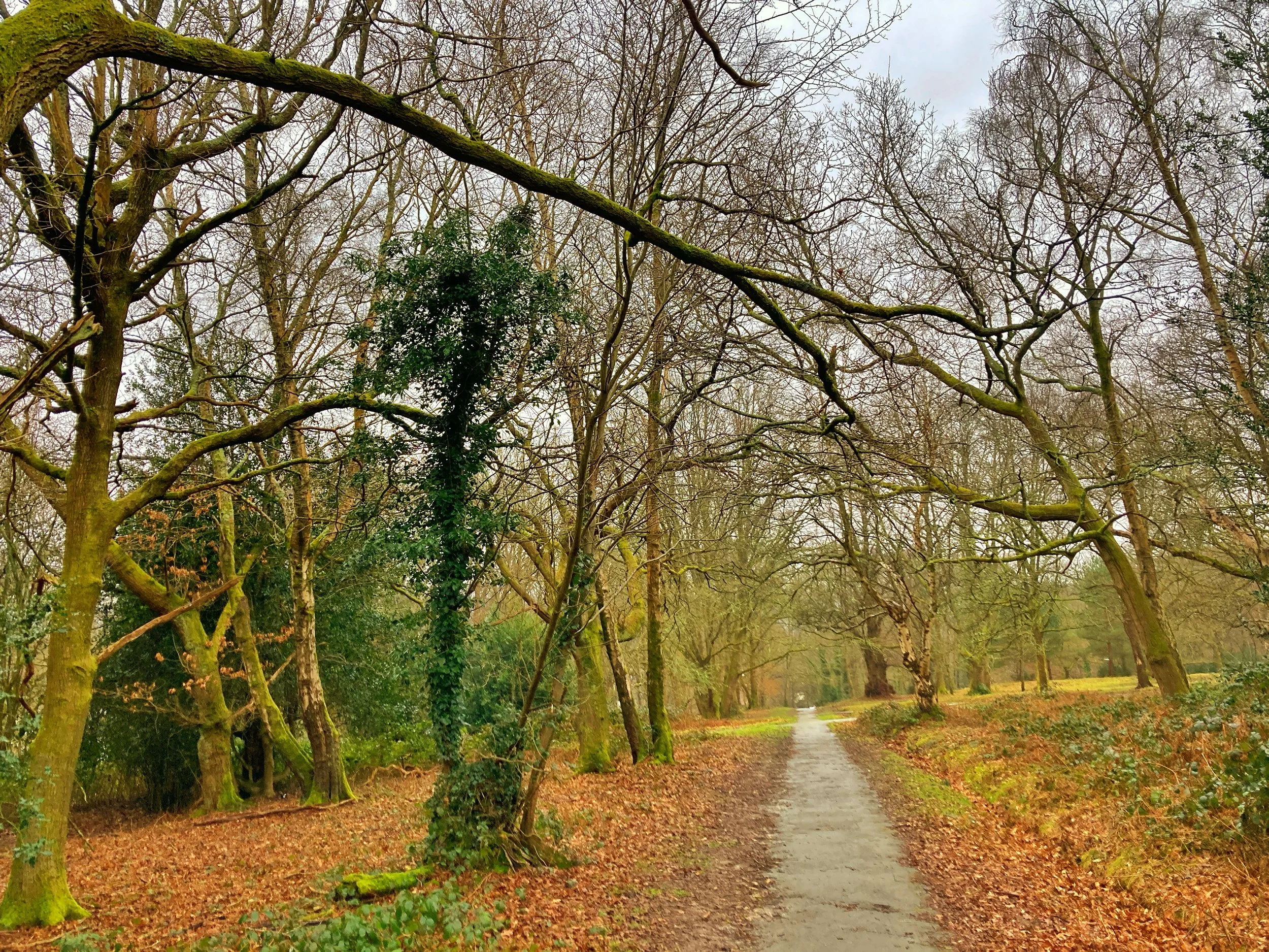 Walk Tonbridge Club - High Rocks - common.jpg