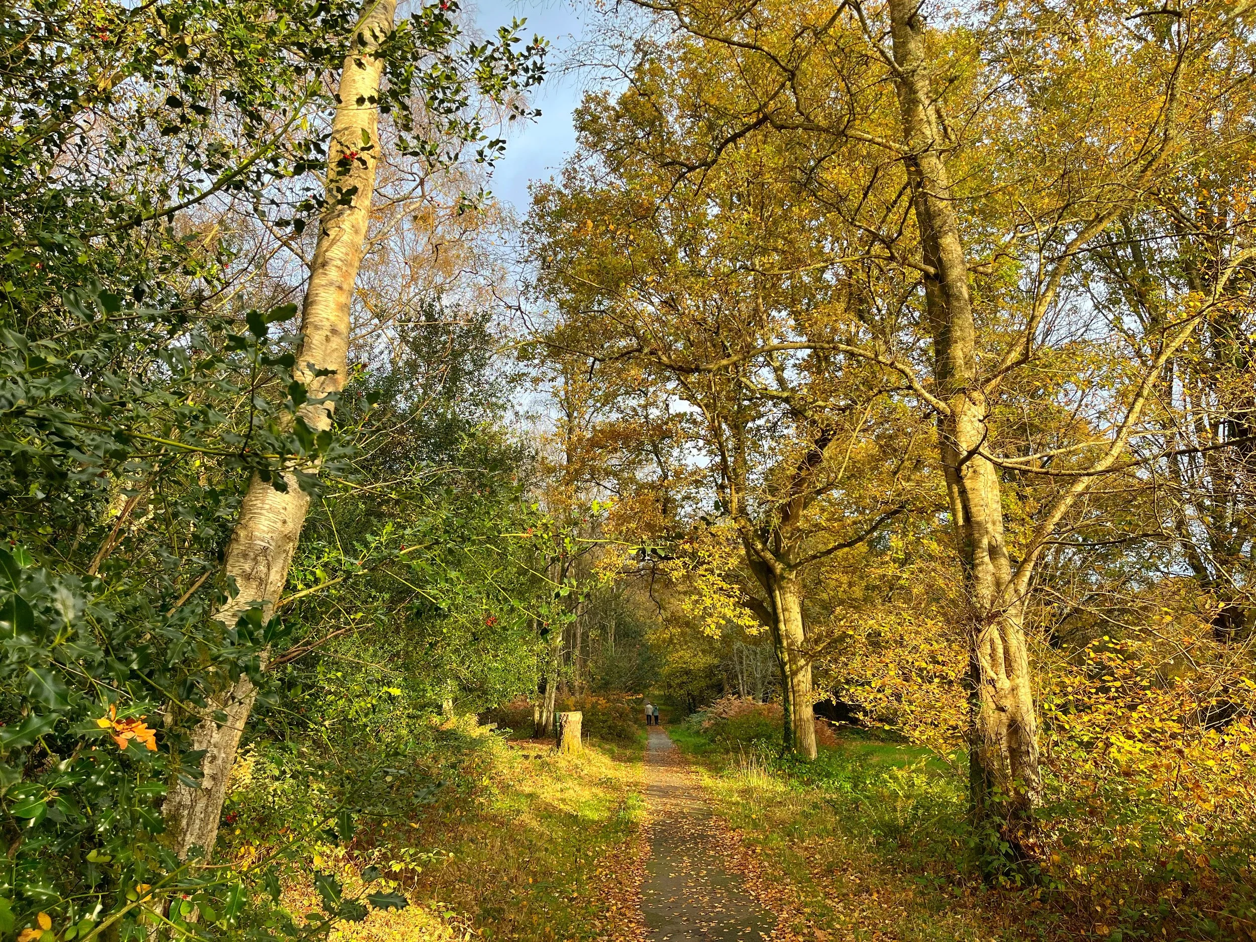 Walk Tonbridge Club - High Rocks - The Common.jpg