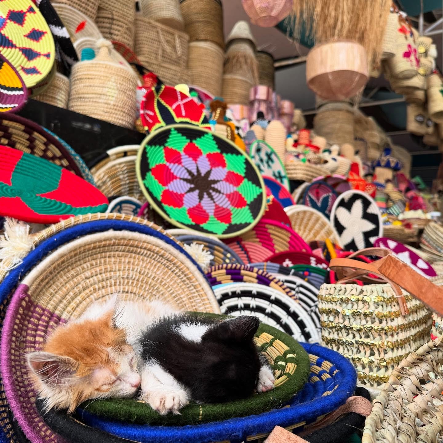 No one ever solved anything with harshness.

I was reminded of this while snapping this photo at the largest market in Africa &mdash; two kittens curled up in the middle of the chaos, finding softness amidst the heat, the crowd, and the danger of a p