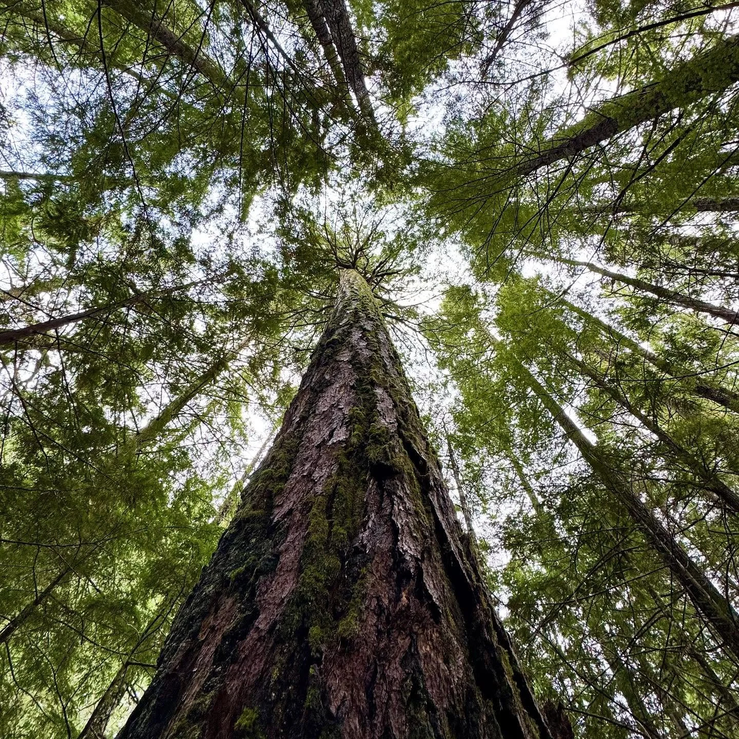 This morning on a rainy walk in Squamish, I stopped at Tony&rsquo;s Bench &mdash; one of my favourite spots to lean against a fir and just breathe. 

As I was there a small pine caught my eye. The bottom of its trunk was bare&hellip; but above? Full,
