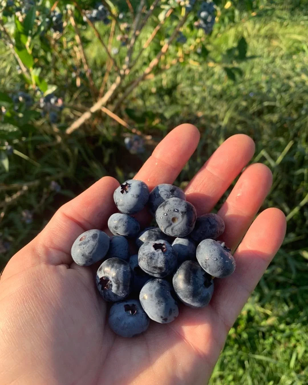 In case you&rsquo;re wondering&hellip; there&rsquo;s no need to! Our incredible, best ever, banner season is still amazing as ever! These berries are big, sweet, firm and hanging like grapes. You&rsquo;ve got to see it to believe it 😳 

Like and or 