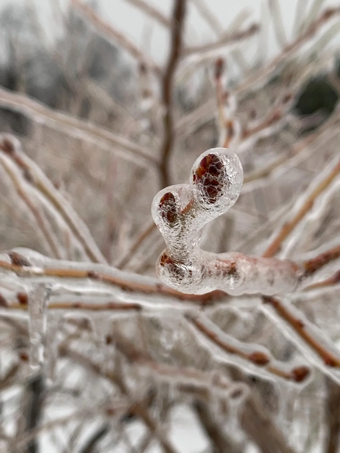 I&rsquo;m sure that if you follow anything Northern New England your feed is as covered in ice as our plants. But not to worry! Here&rsquo;s more :) Now while not necessarily bad for the plants, or fruit buds, this time of year, the sheer weight of t