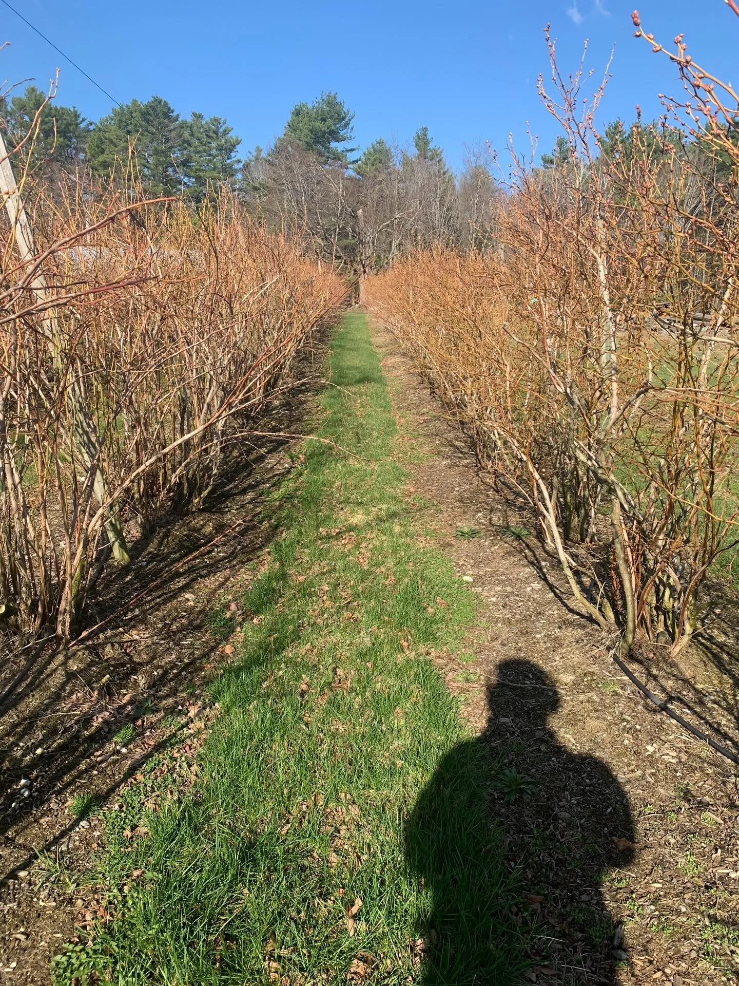 Pruning is finally a wrap! By far our biggest time suck of the season, pruning is also one of the most important parts of plant care and must be done. Here are a couple of before and after photos and some proof of volume&hellip; the big pile of brush