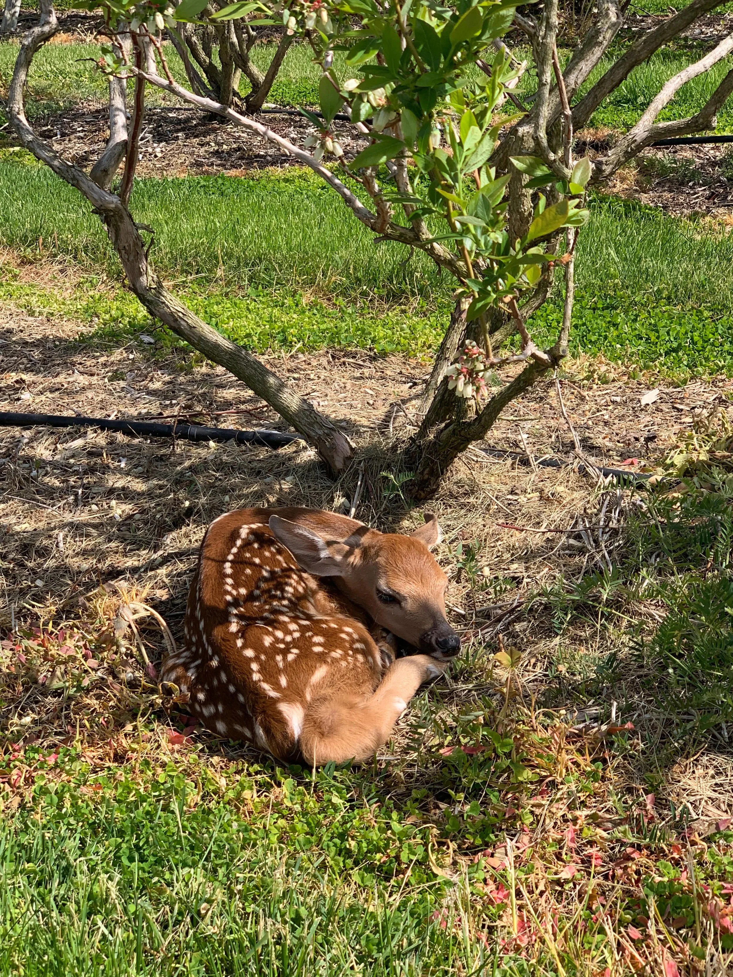Turns out that everyone loves our blueberries! &hellip; even if they&rsquo;re used as daycare 🥰 Found these twins yesterday as I was setting posts, took a quick photo and retreated to work in a distant part of the patch.