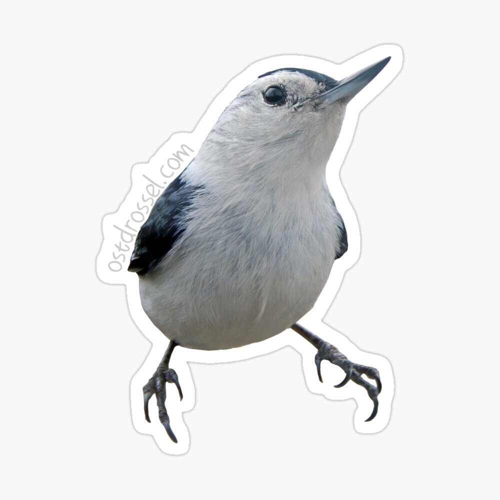 Nuthatch