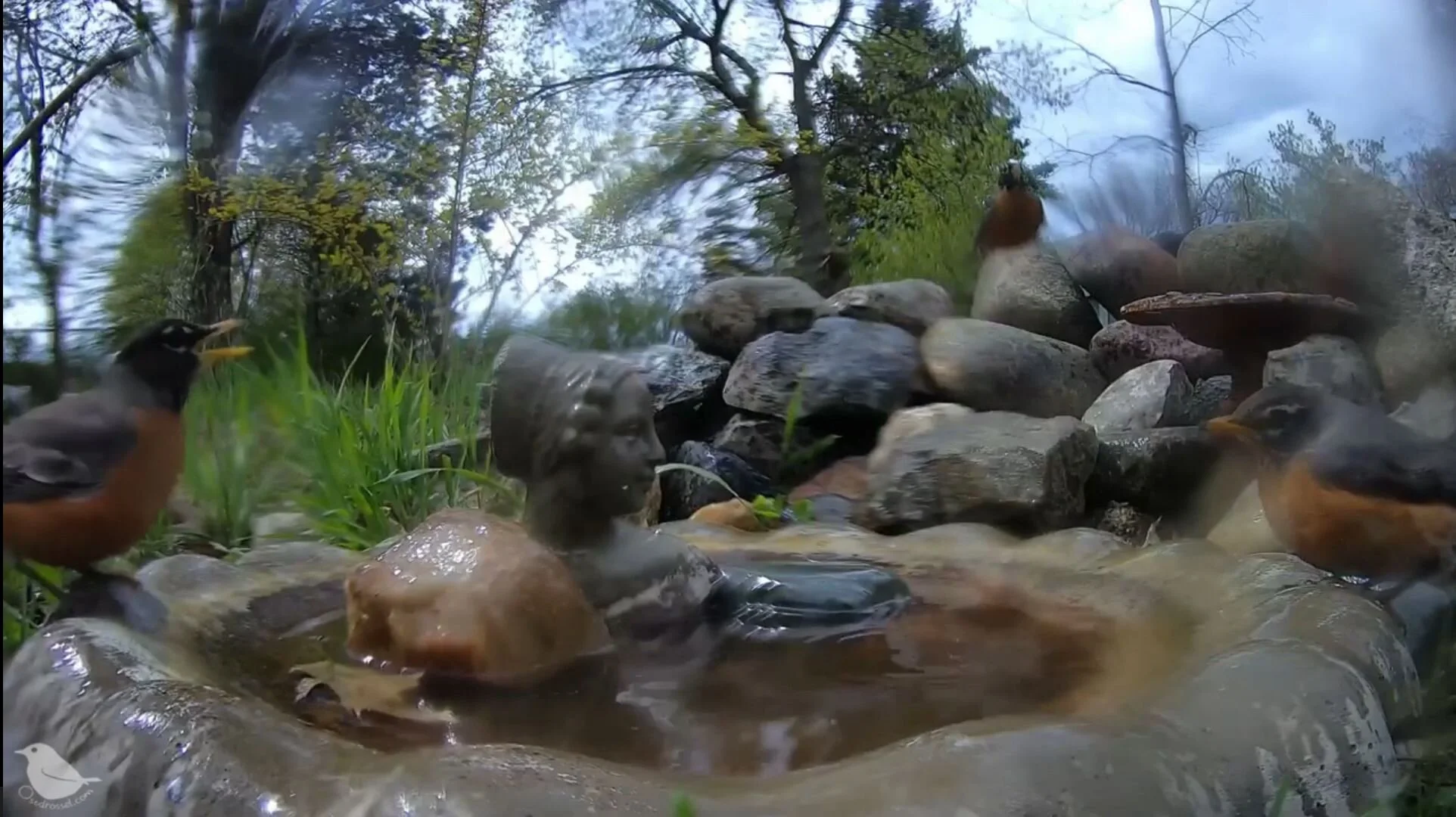 Video Robins at the bird bath — Ostdrossel™