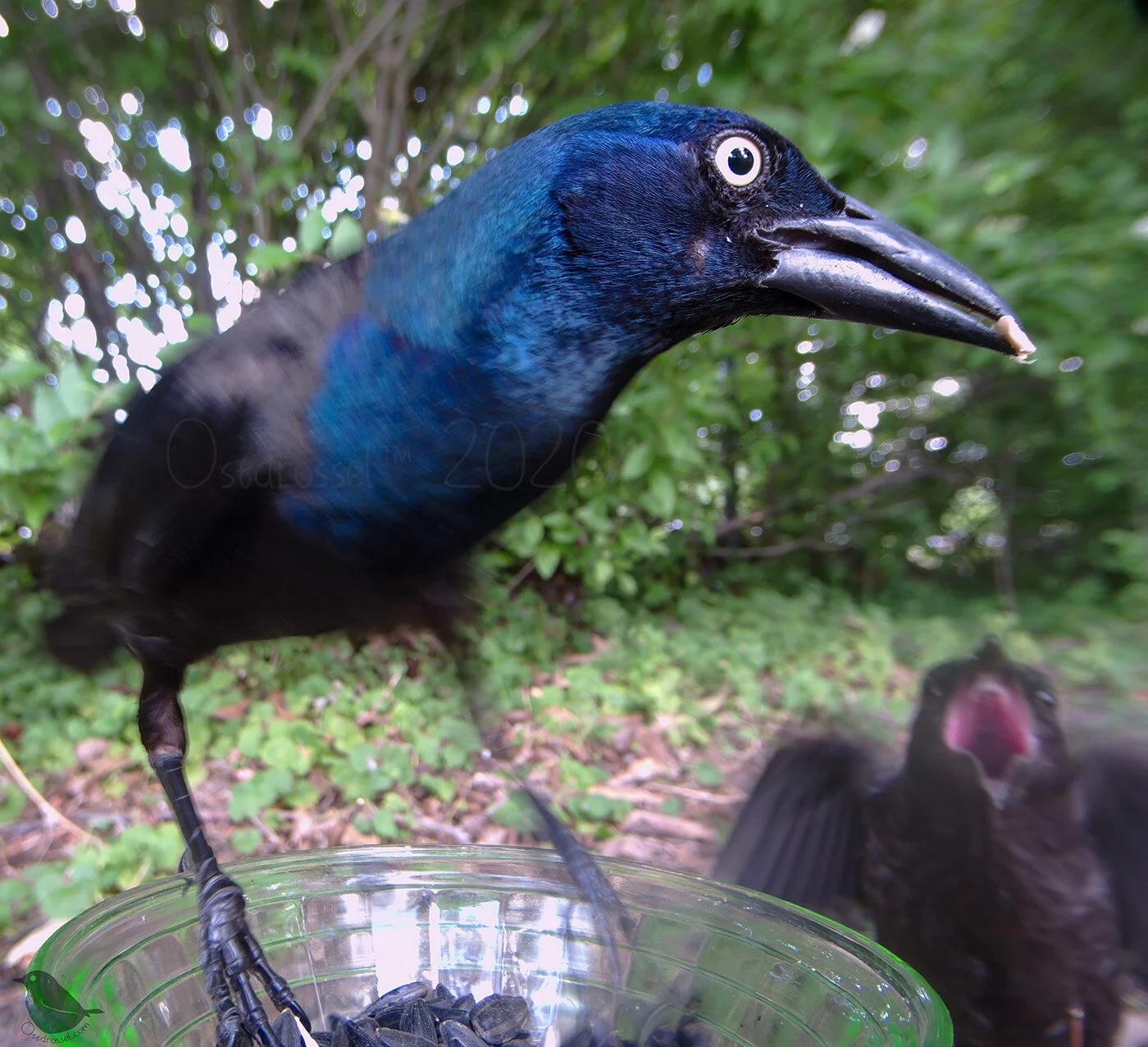 There are so many Grackles right now, — Ostdrossel™