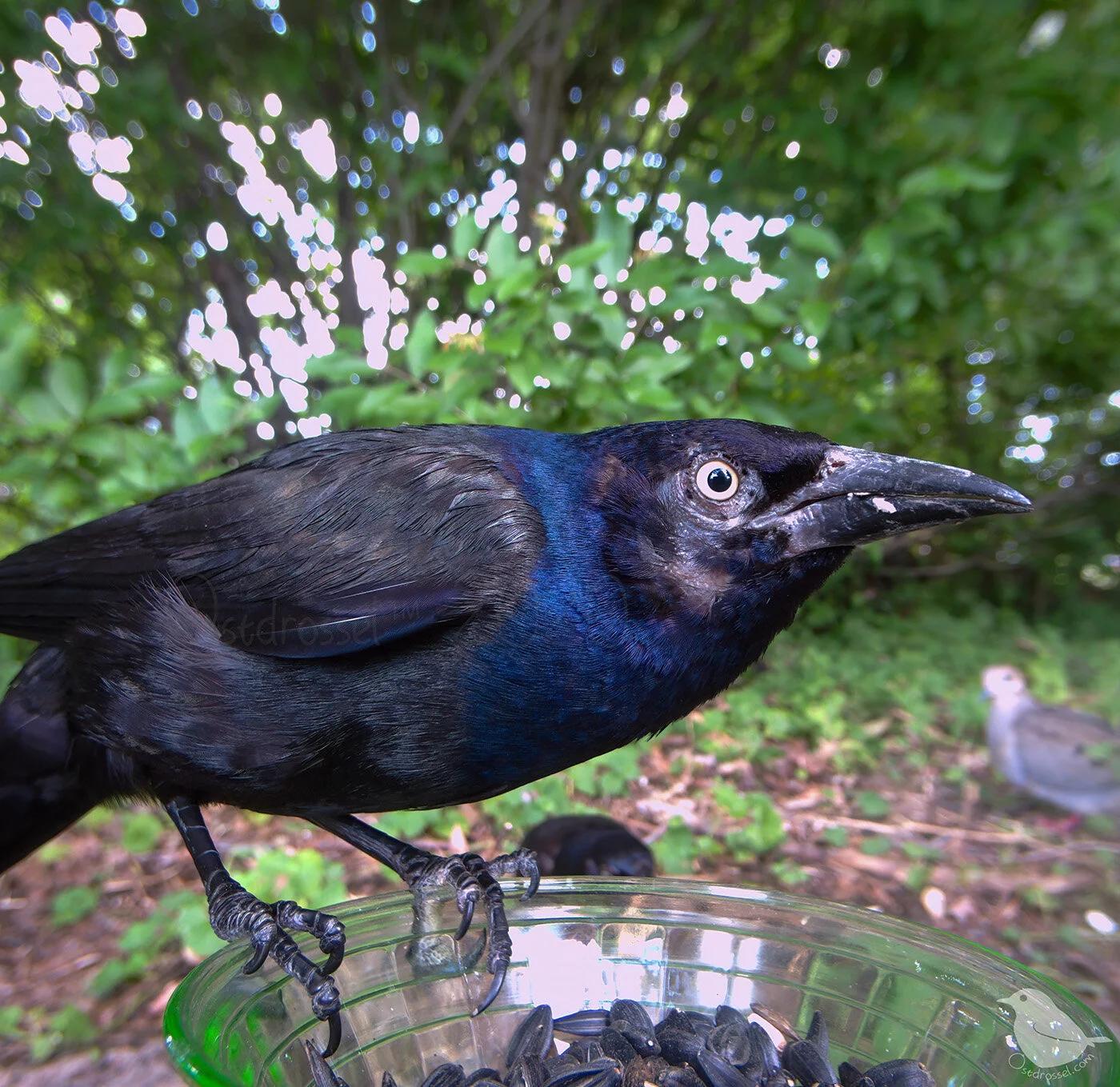 There are so many Grackles right now, — Ostdrossel™