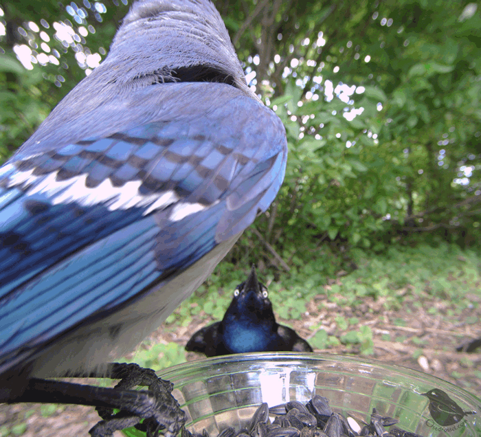 There are so many Grackles right now, — Ostdrossel™