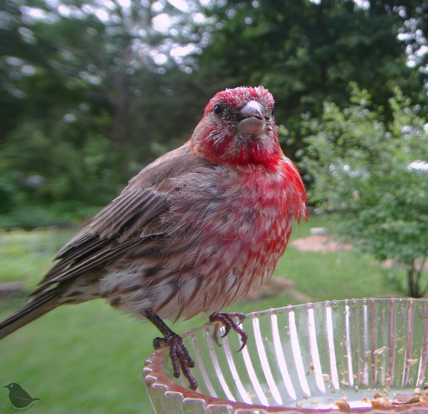 Molting House Finches — Ostdrossel™