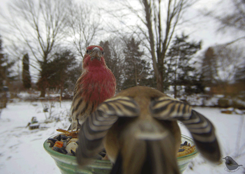 And a lot of traffic — Ostdrossel™