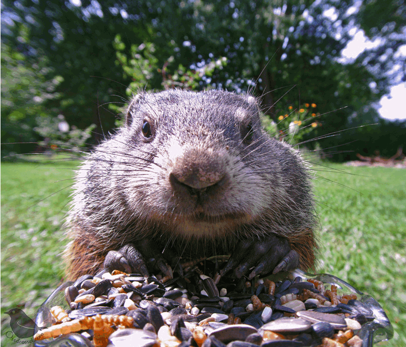 gif — Blog — Ostdrossel™