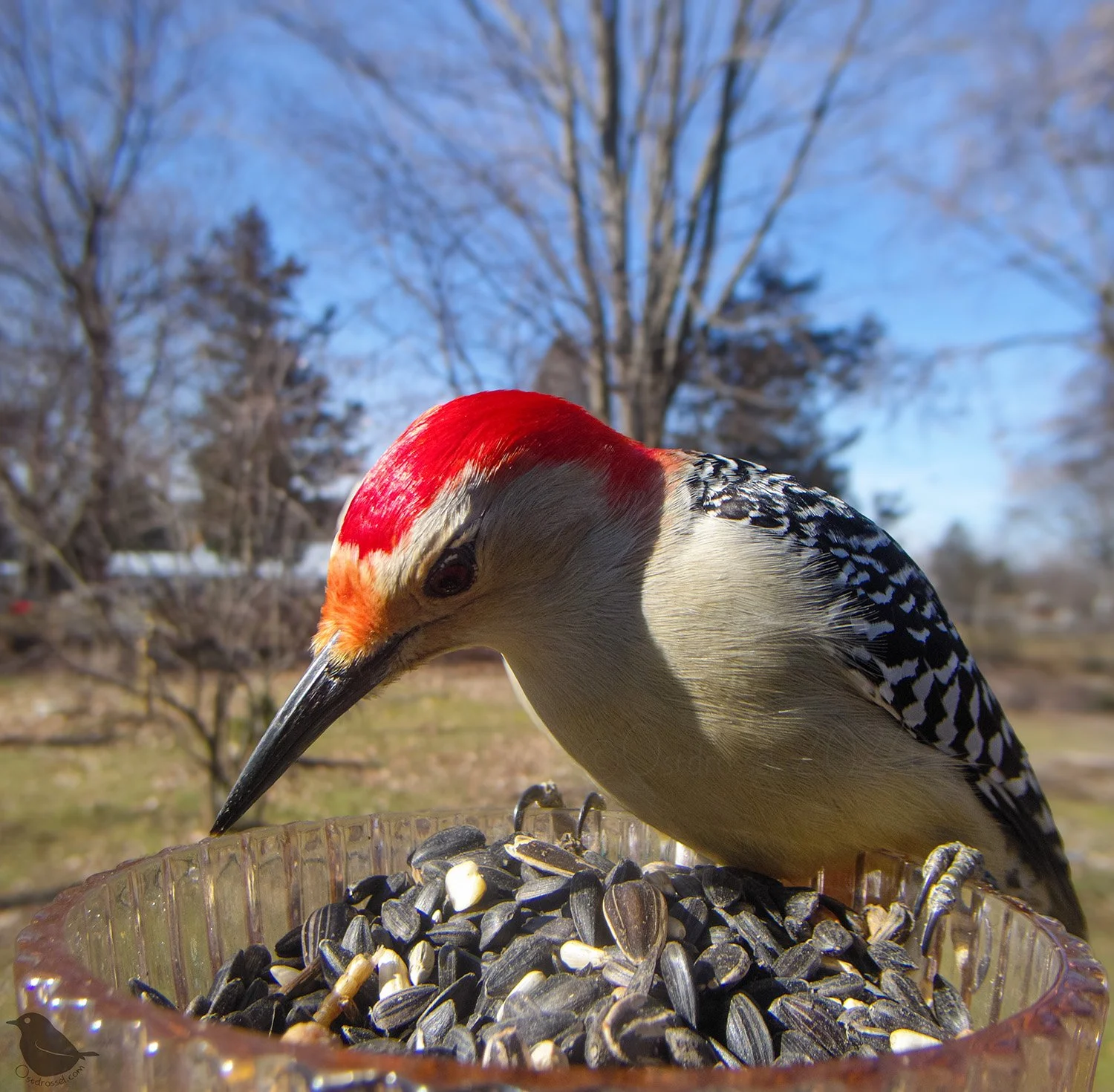 The sun was out today, — Ostdrossel™