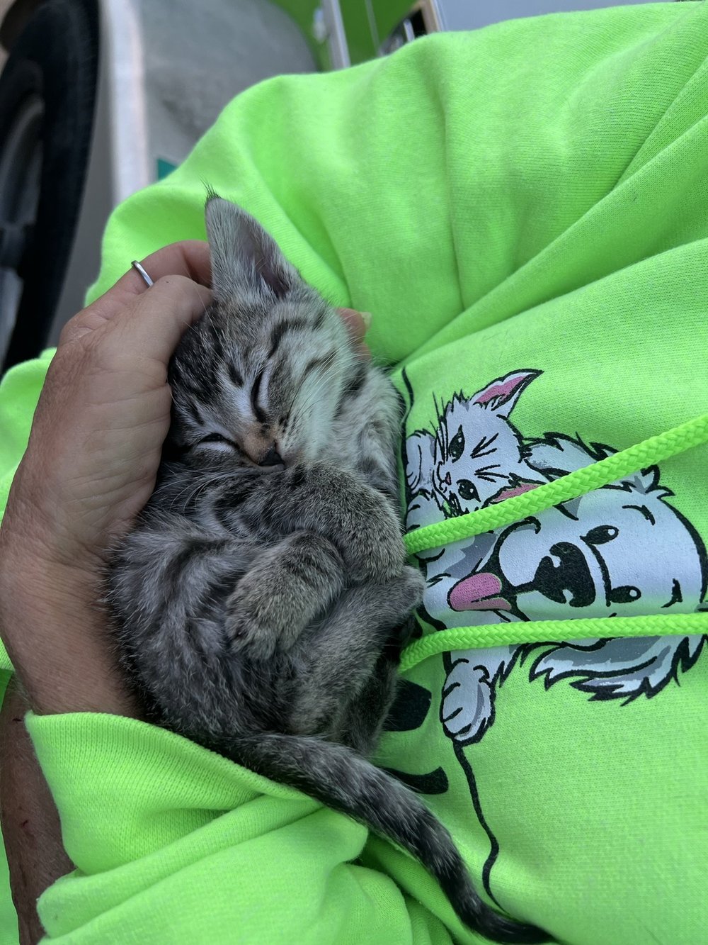 Adopt a Cat! — Denison Animal Welfare Group