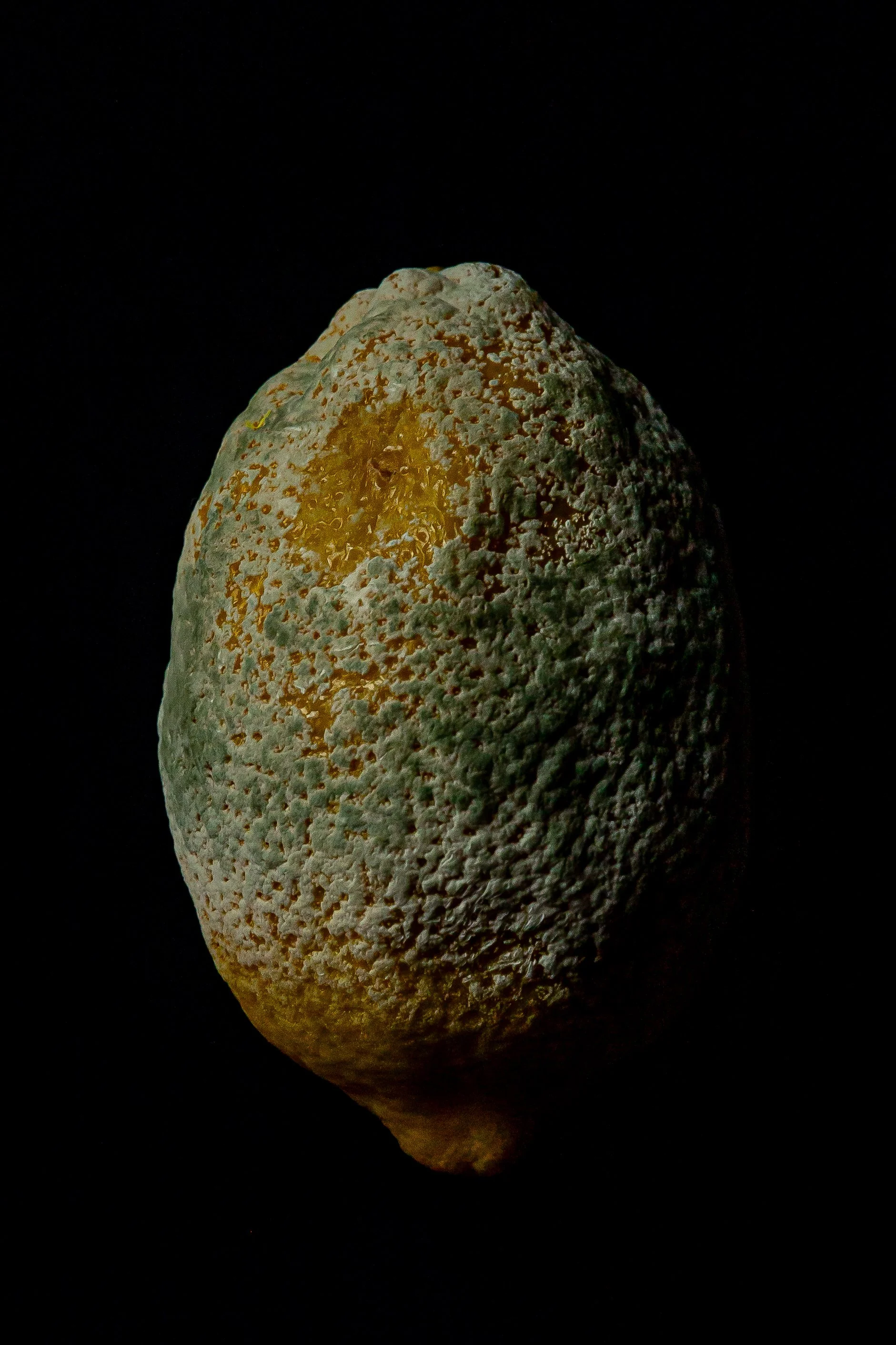 LEMONS_-10.jpg