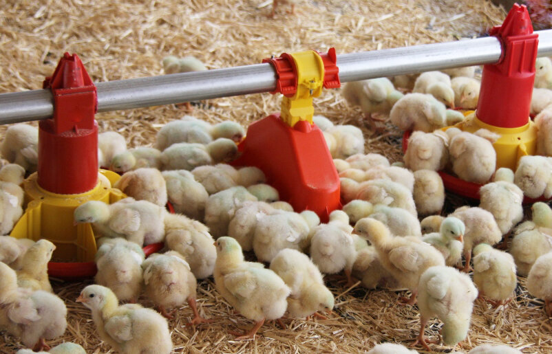 A chick feeder for those chicks that are born champions.