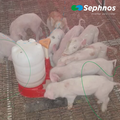 Sustitutos de leche para obtener lechones más fuertes