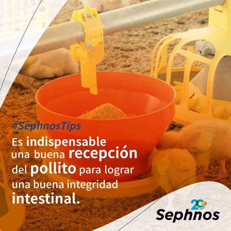 Tip 32 | Avicultura | Es indispensable una buena recepción del pollito para lograr una buena integridad intestinal.
