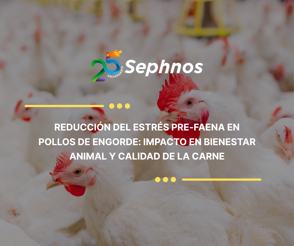 Reducción del estrés pre-faena en pollos de engorde: impacto en bienestar animal y calidad de la carne