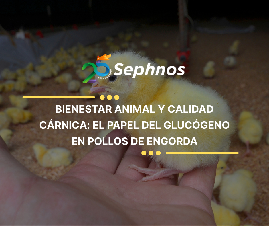 Bienestar animal y calidad cárnica: el papel del glucógeno en pollos de engord