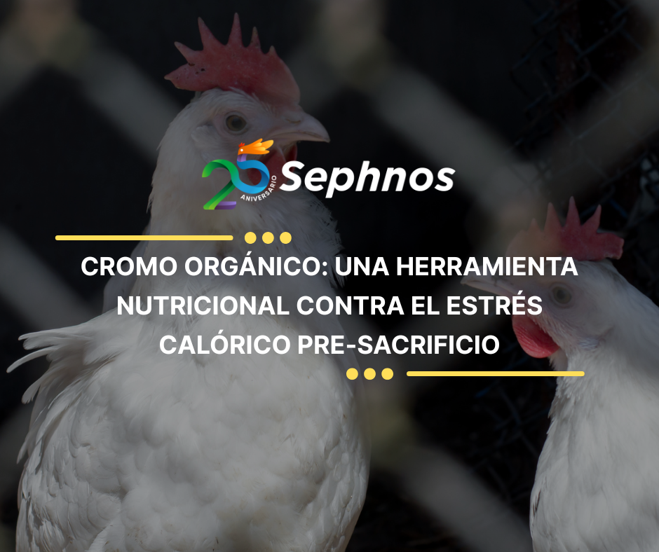 Cromo orgánico: una herramienta nutricional contra el estrés calórico pre-sacrificio