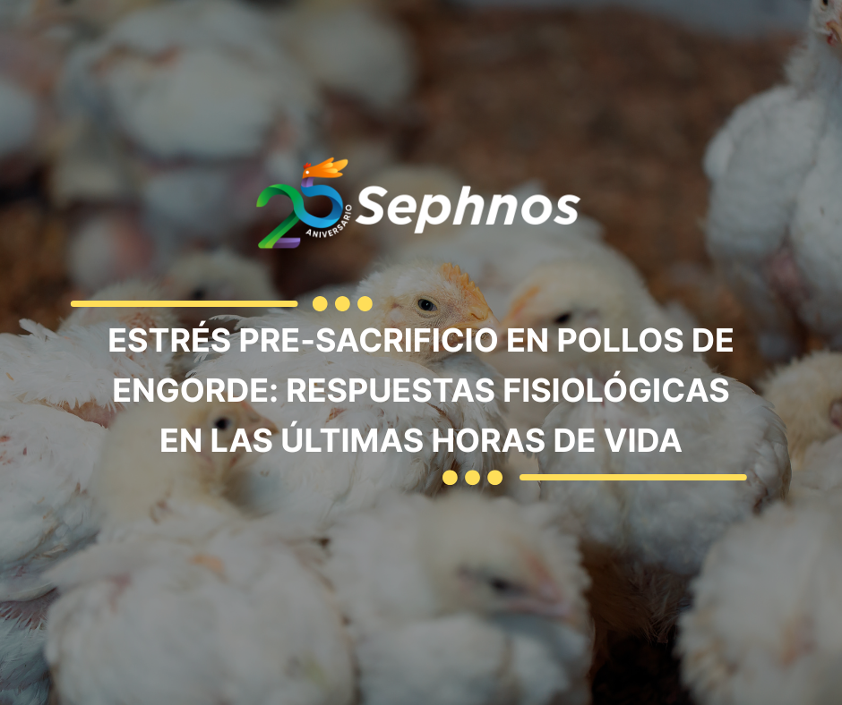 Estrés pre-sacrificio en pollos de engorde: respuestas fisiológicas en las últimas horas de vida