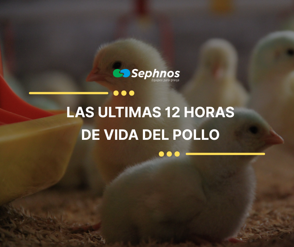 Desventajas del aturdimiento en el sacrificio de pollos de engorde