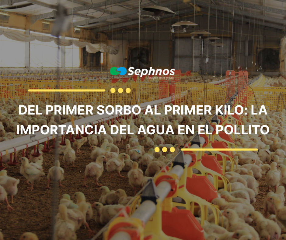 Del primer sorbo al primer kilo: la importancia del agua en el pollito