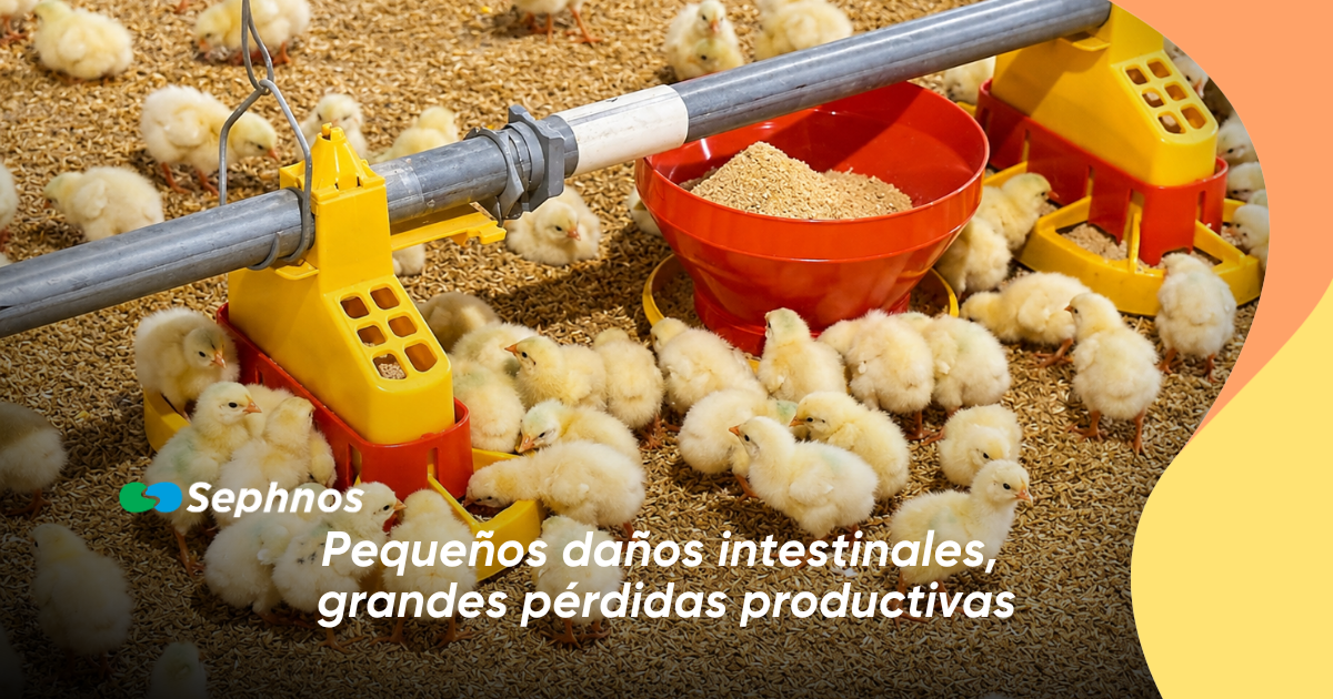 Pequeños daños intestinales, grandes pérdidas productivas