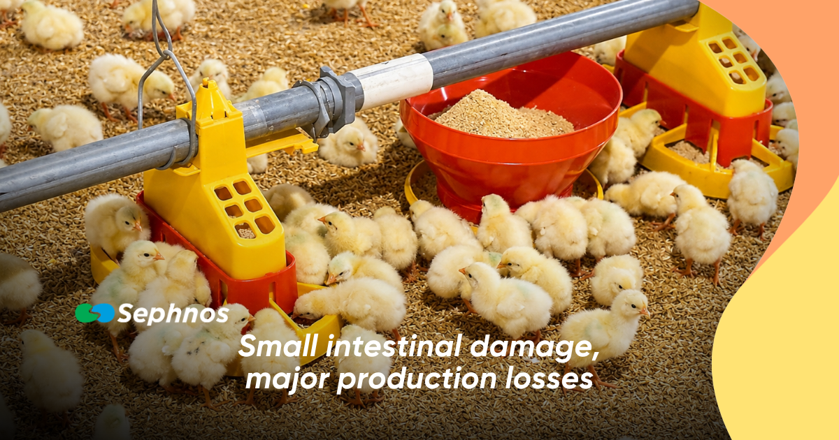 Small intestinal damage, major production losses