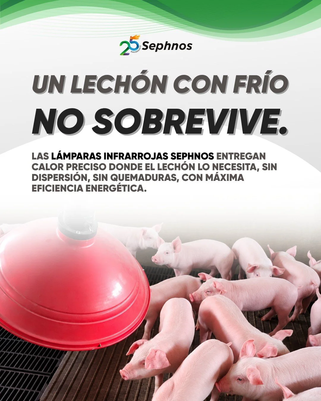 Un lech&oacute;n fr&iacute;o no come, no crece y no sobrevive. Las l&aacute;mparas infrarrojas Sephnos entregan calor preciso donde m&aacute;s se necesita: Maternidad Cl&aacute;sica y MOD. 2021 (&Oslash; 23 cm, 2 m&sup2;) para lechones lactantes, y D