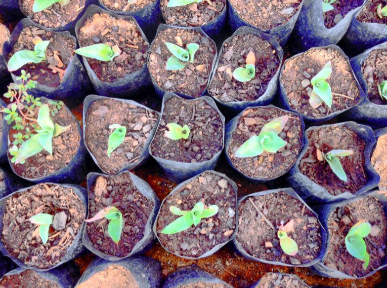 Agave nursery at Telesecundaria El Manantial