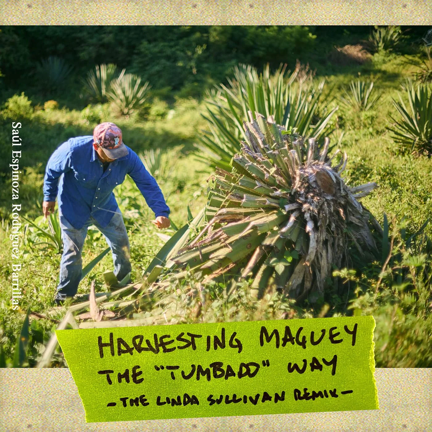 Harvesting maguey the “tumbado” way (Linda Sullivan remix)