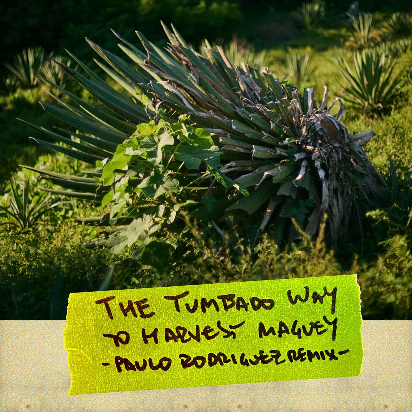 The tumbado way to harvest maguey (Paulo Rodriguez remix)