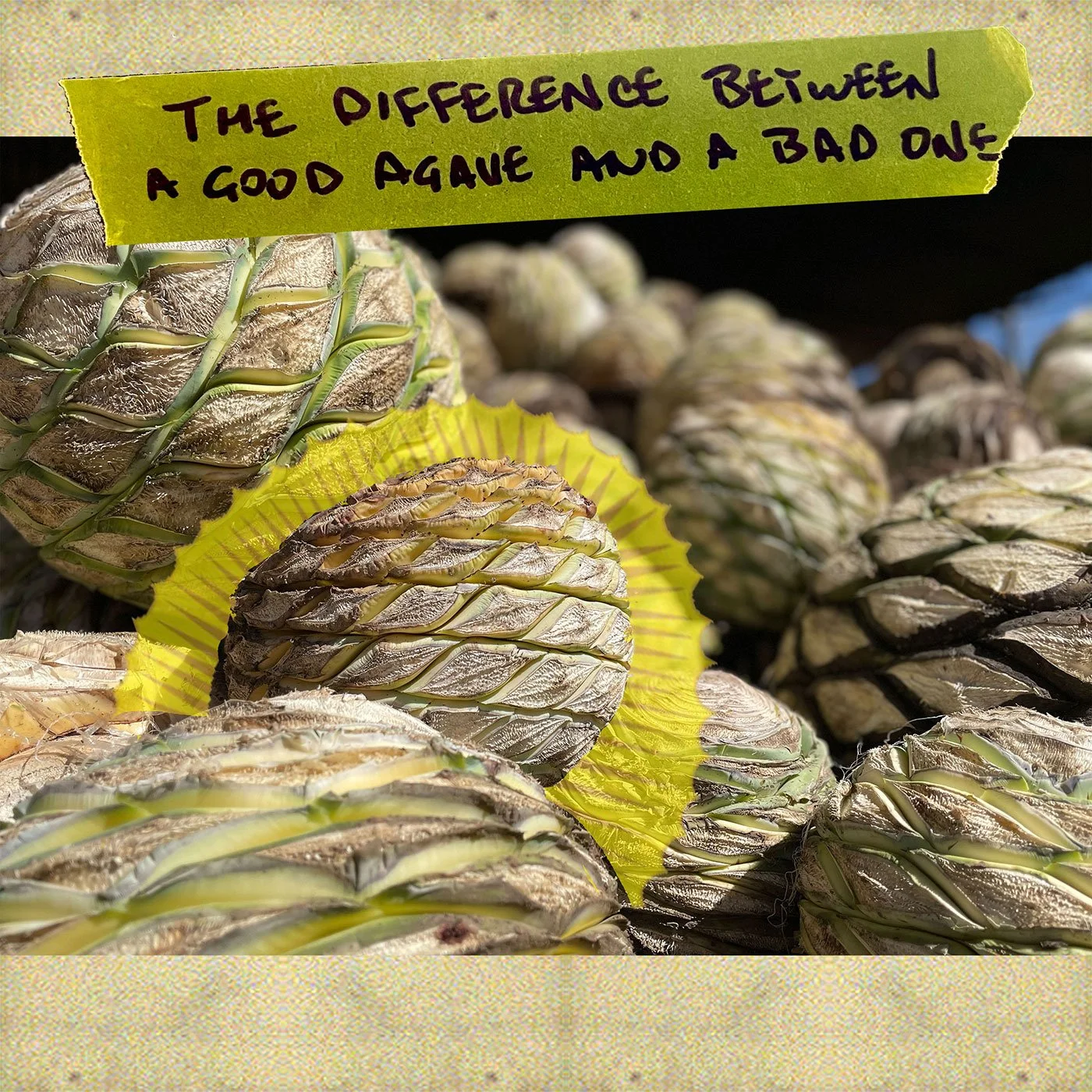The difference between a good agave and a bad one