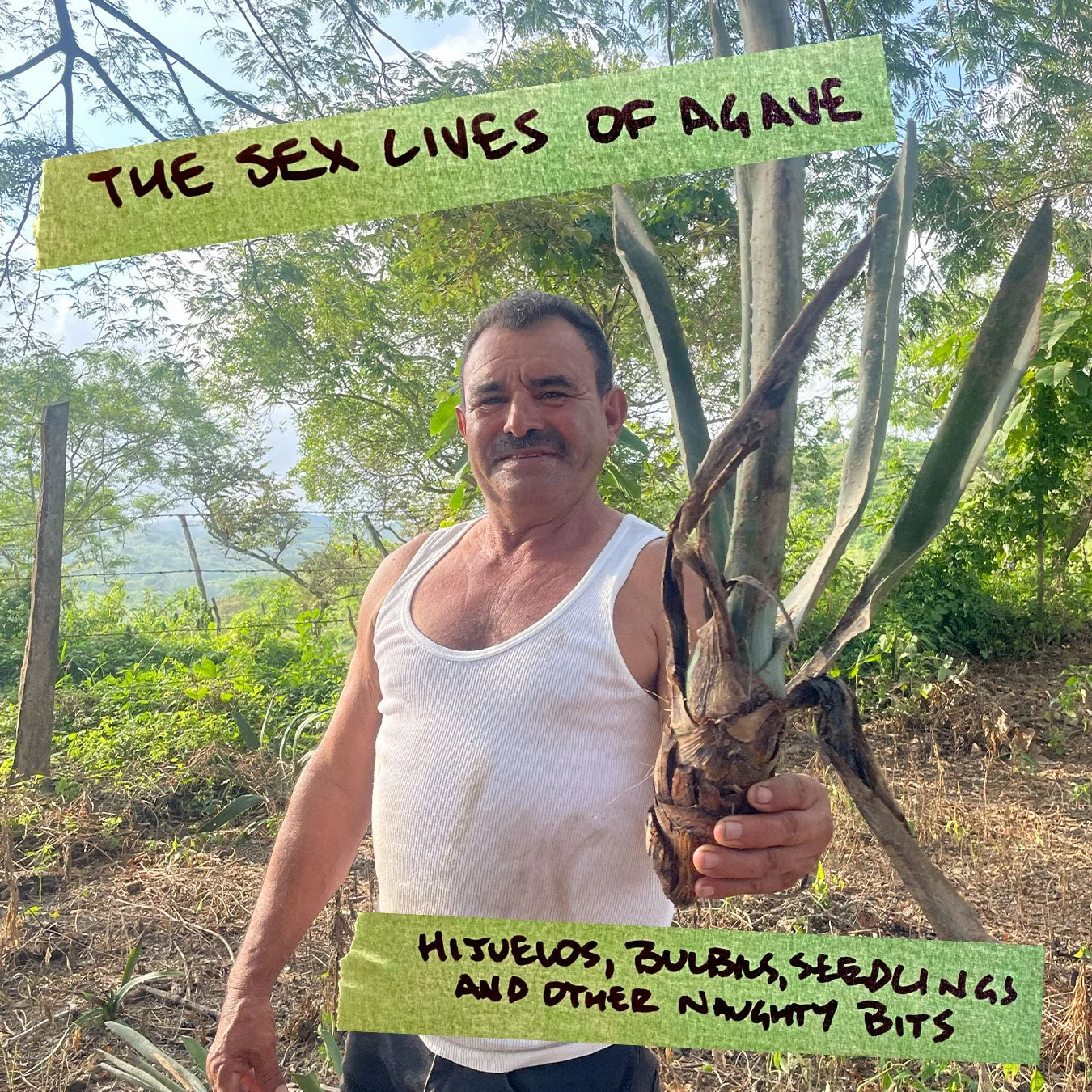 The sex lives of agave: hijuelos, bulbils, and seedlings