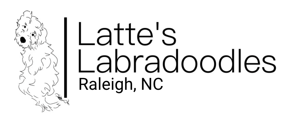 Latte's Labradoodles | Raleigh, NC