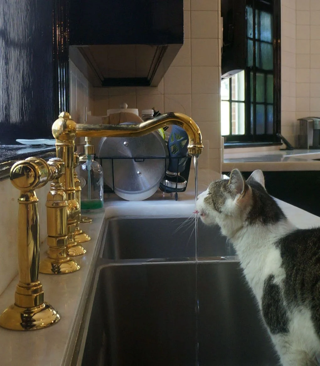 Vogel kitchen kitty.jpg