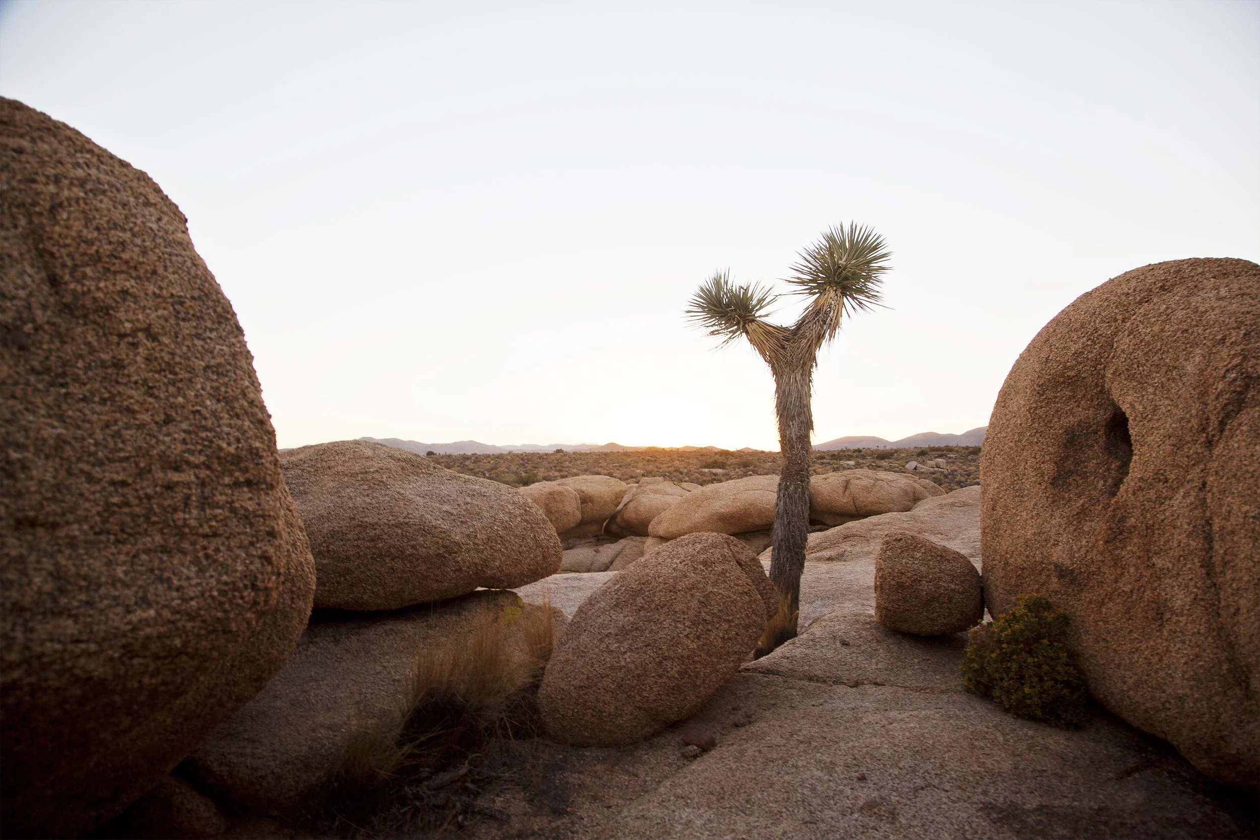 A desert scene at sunset with a lone Joshua tree among large, rounded rocks and distant mountains in the background.