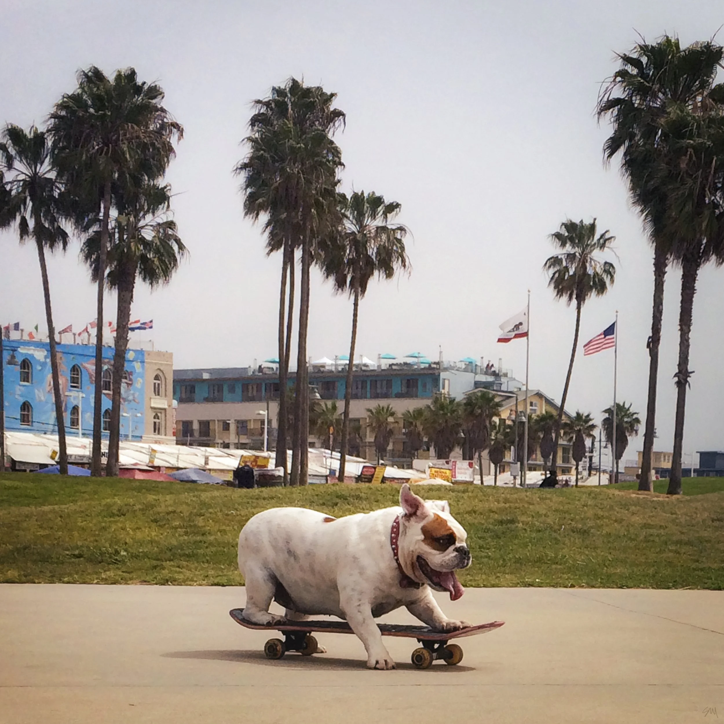 A dog with a white body and brown spots riding on a skateboard, with its tongue out, in front of a row of palm trees and colorful umbrellas on a beach boardwalk.