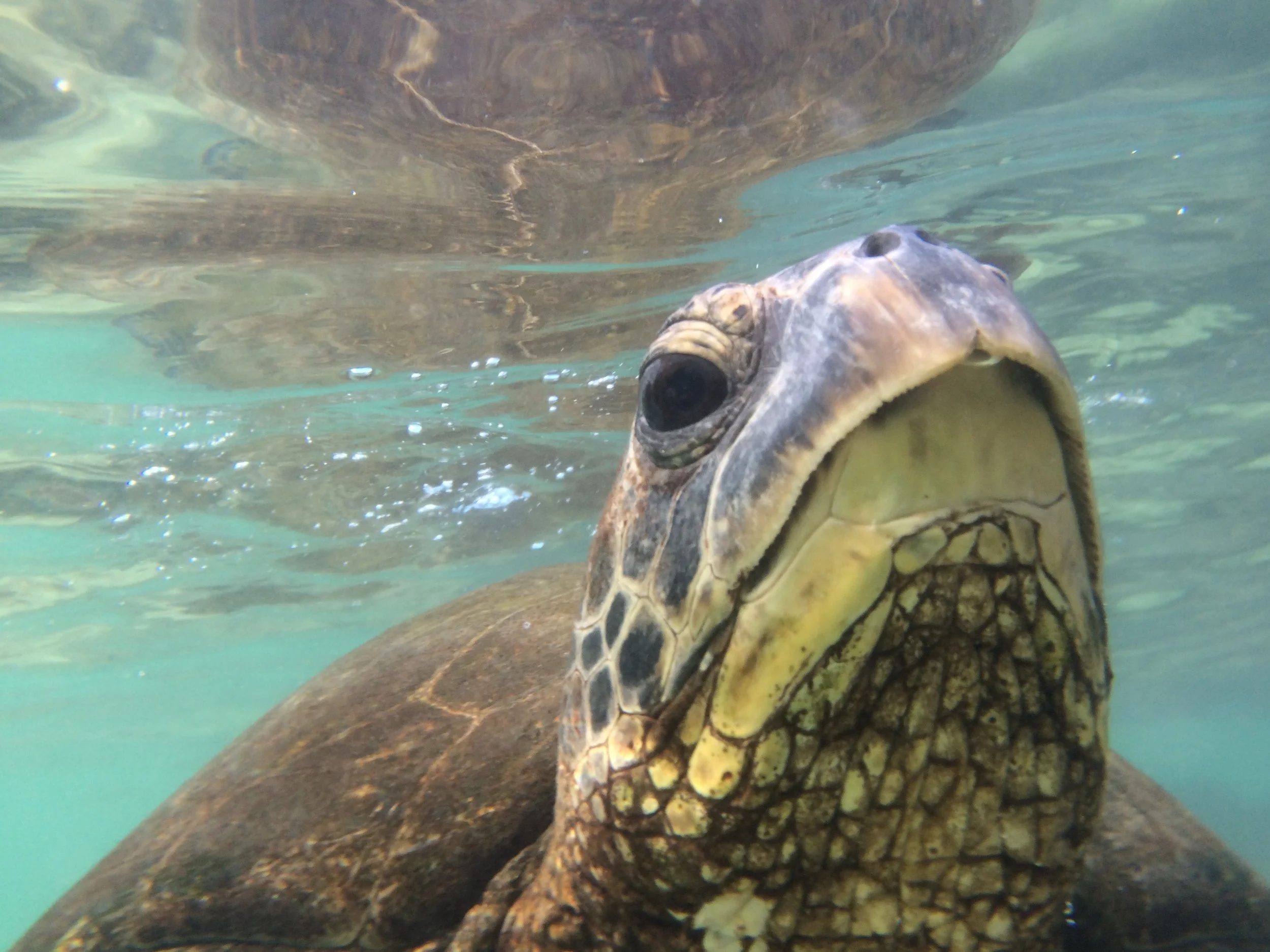 Close-up underwater shot of a sea turtle with textured shell and head visible.