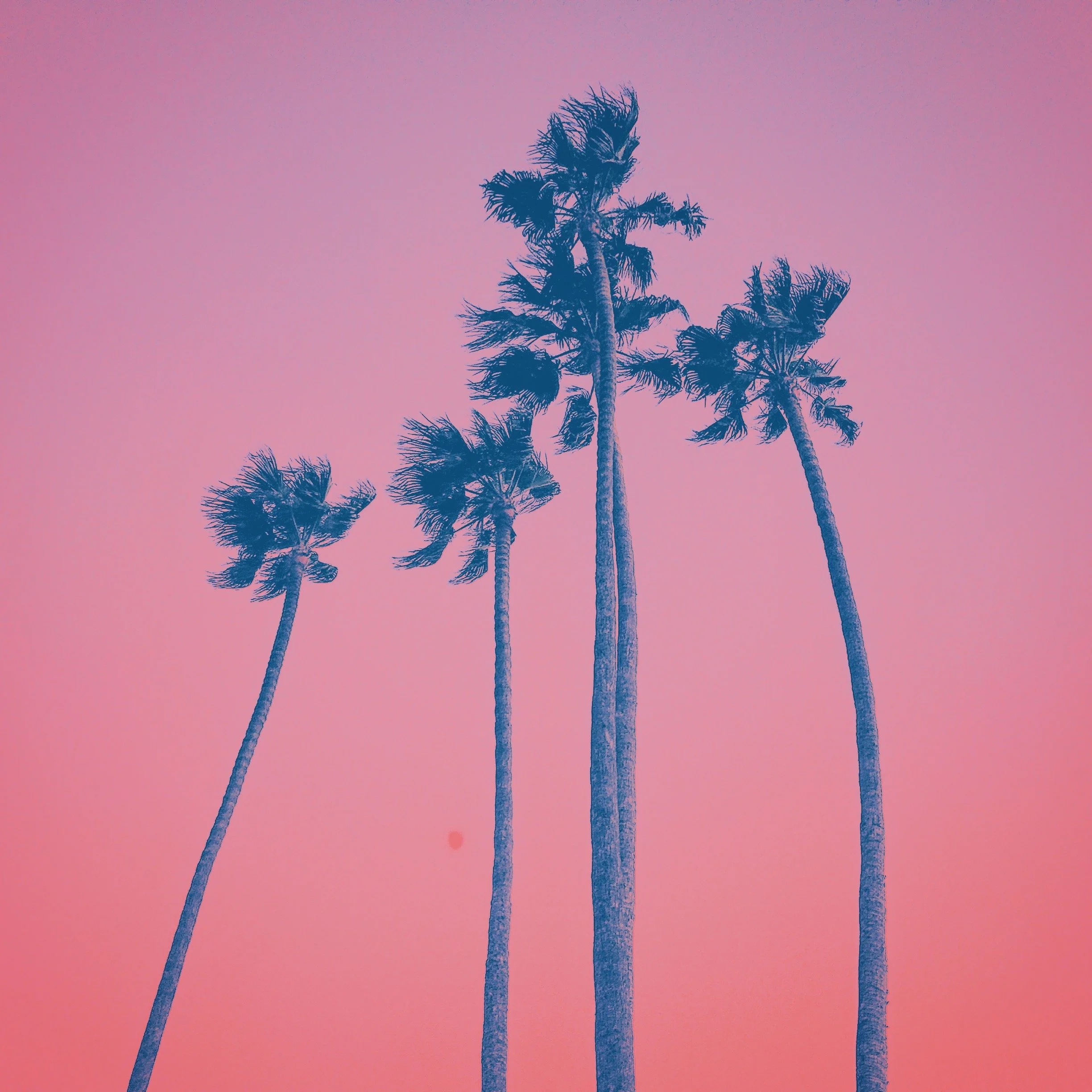 Tall palm trees silhouetted against a pink and purple sky at sunset or sunrise.