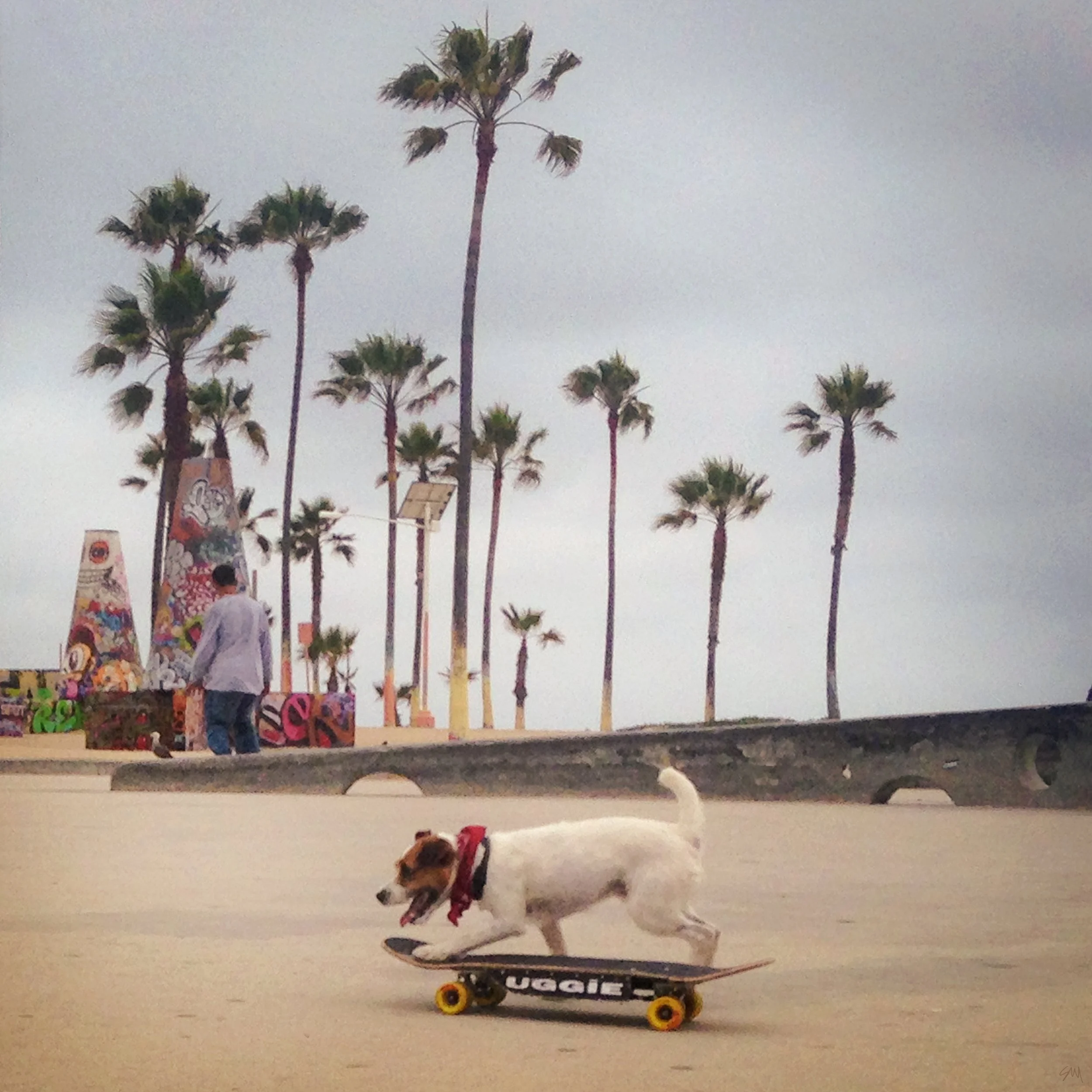 A dog on a skateboard in an indoor space with palm trees and people in the background.