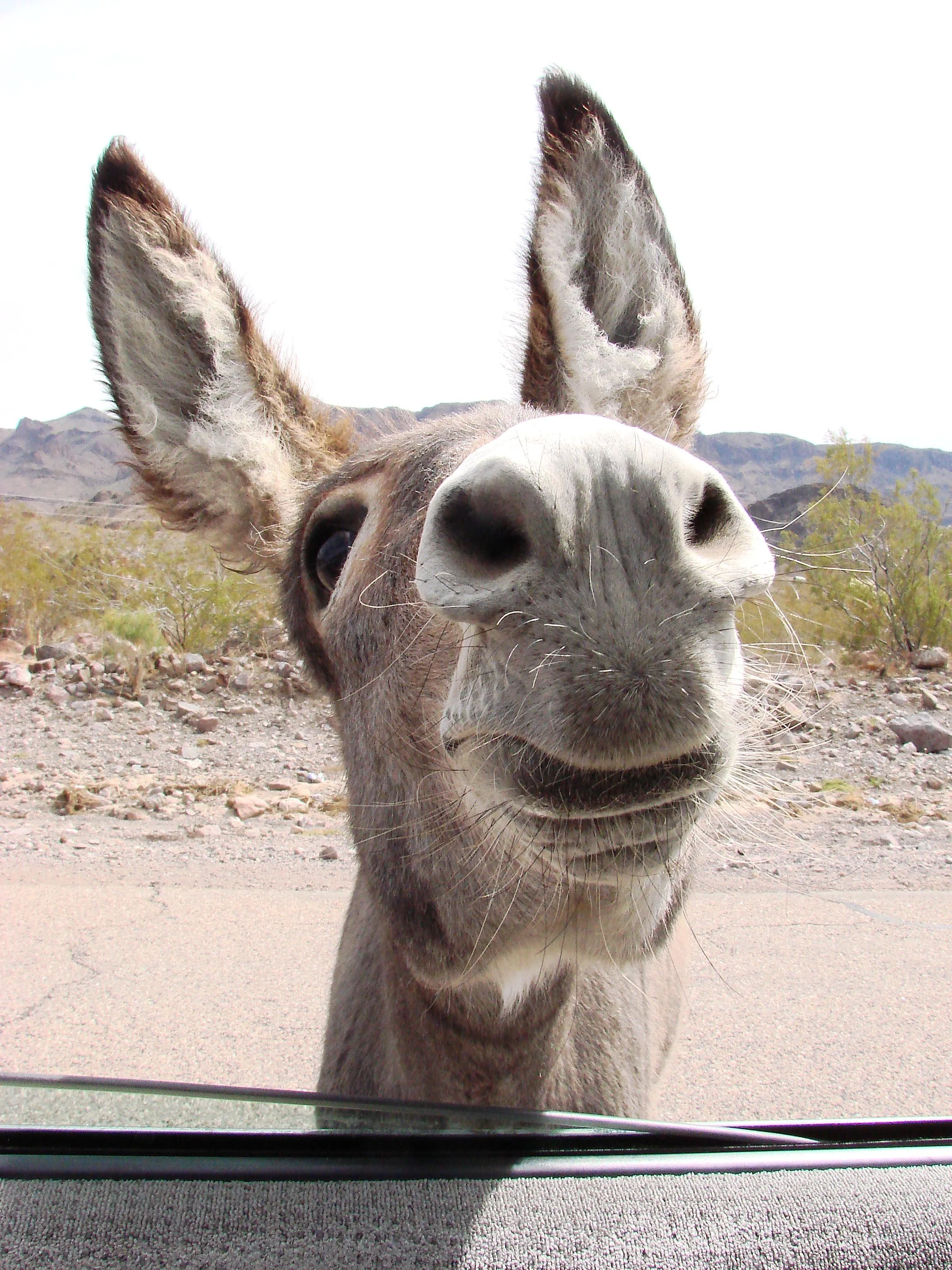 Close-up of a donkey's face with its nose and eyes, looking through a glass window with a mountainous desert landscape in the background.