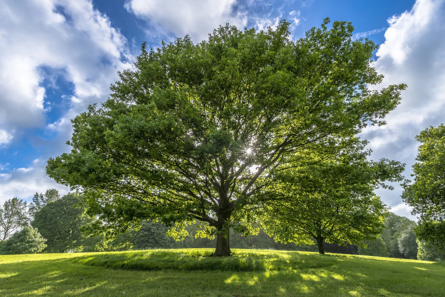 Tree Tech, Inc.