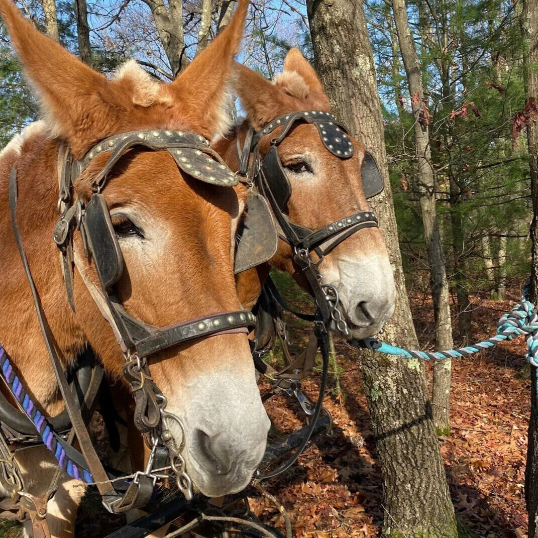 Draft Animal Power Network