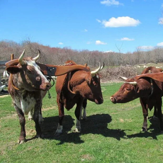 Draft Animal Power Network